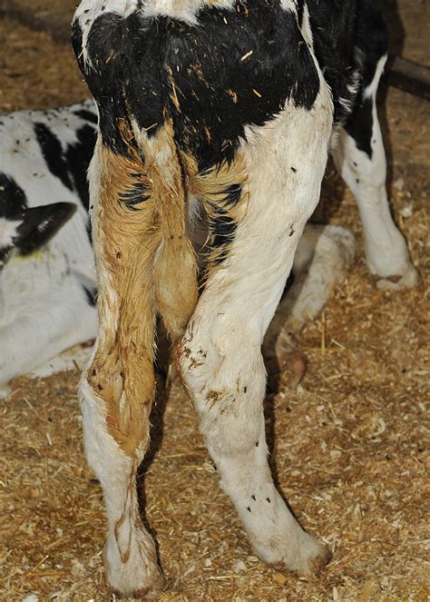 Offer Scouring Calves The Right Electrolyte The Right Way To Ensure
