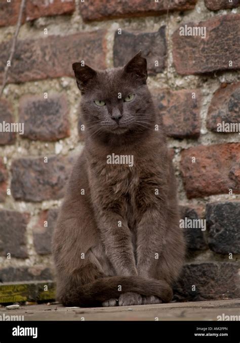 Alley Cat High Resolution Stock Photography And Images Alamy