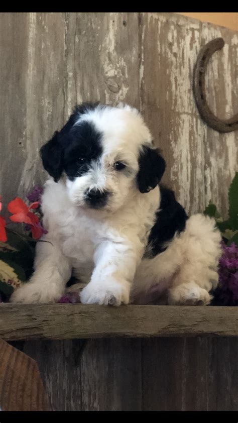 The mini sheepadoodle is a wonderful designer dog breed created by crossing a purebred akc old english sheepdog with a purebred akc miniature poodle. Sheepadoodle Breeder in Iowa | Micro Mini Sheepadoodle ...
