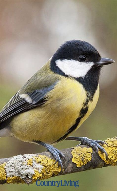 24 Common British Birds And How To Spot Them Common British Birds