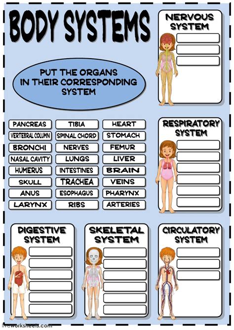 Human Body Systems Worksheet Grade 4