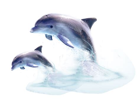 Cute Jumping Dolphin Download Transparent PNG Image | PNG Arts