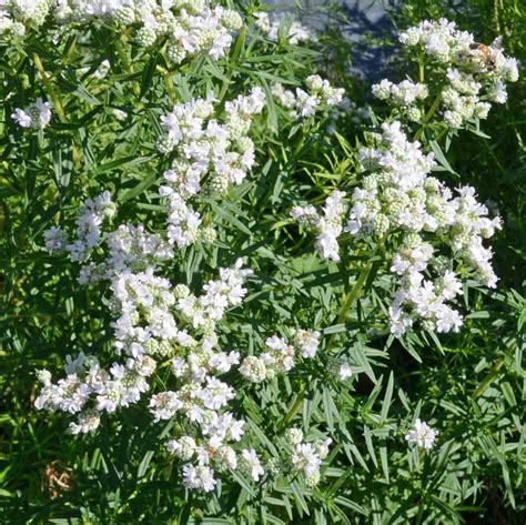 Virginia Mountain Mint Pycnanthemum Virginianum Applewood Seed Co
