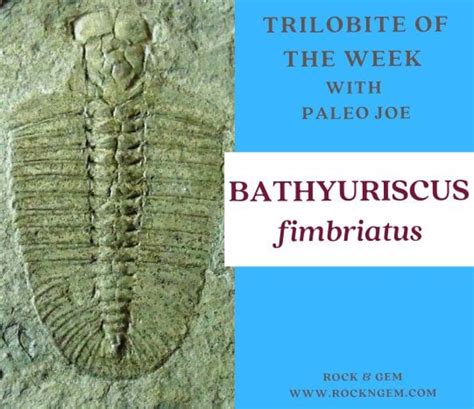 Molting And Moving — Bathyuriscus Fimbriatus Trilobite Paleo Joe