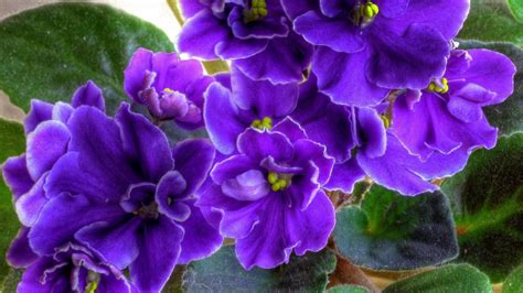 Saiba Como Fazer Violeta Reflorescer Plantasonya O Seu Blog Sobre