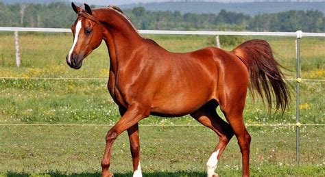 The 5 Most Expensive Horse Breeds In The World Seriously Equestrian
