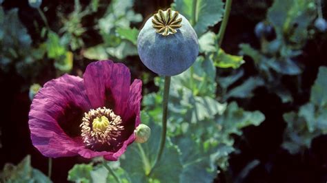 The Opium Cycle Planet Money Npr