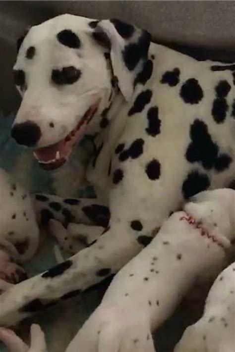 Real Life 101 Dalmatians With Record Breaking Puppy Litter Kids