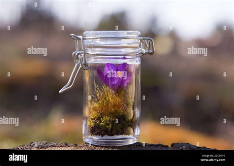 Flasks With Medicinal Herbs Selective Focus Stock Photo Alamy