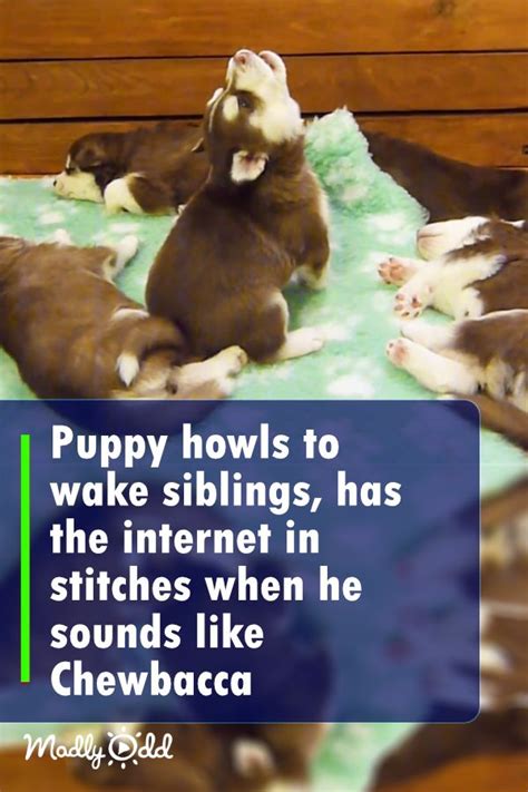 Puppy Howls To Wake Siblings Has The Internet In Stitches