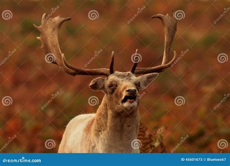 Funny Deer Face Stock Image Image Of Fallow Beak Attract 45601673