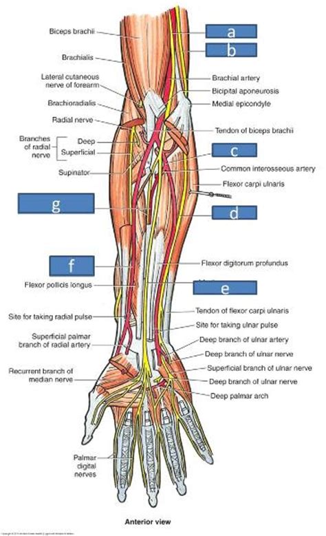 The forearm is the region of the upper limb between the elbow and the wrist. Print Anatomy Block III- Forearm flashcards | Easy Notecards