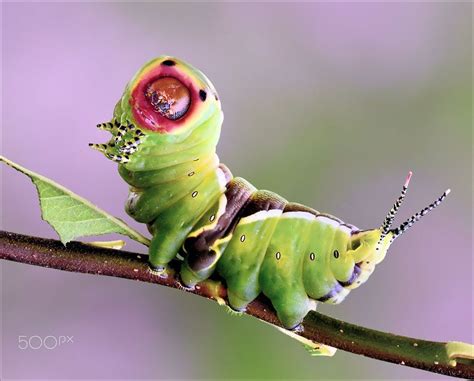 Pin On Caterpillars