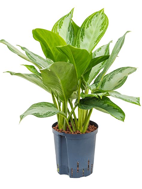 The chinese evergreen 'silver bay' is an unusual plant which boasts lush and beautifully variegated foliage. Aglaonema silver bay | Nieuwkoop Europe