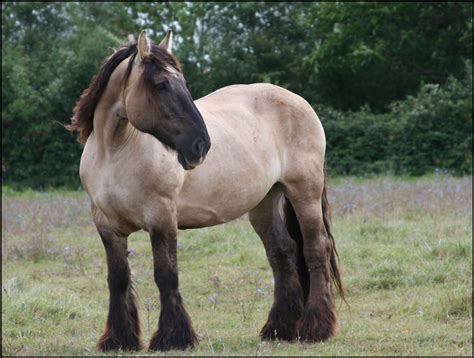 Beautiful Mulassier Poitevin French Draft Horse