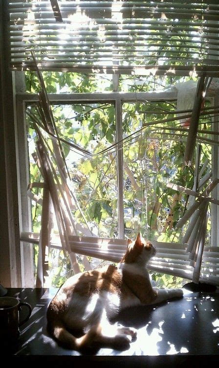 How do you cut window blinds without a window blind cutter? How to Keep Cats from Breaking Blinds | The Blinds.com Blog