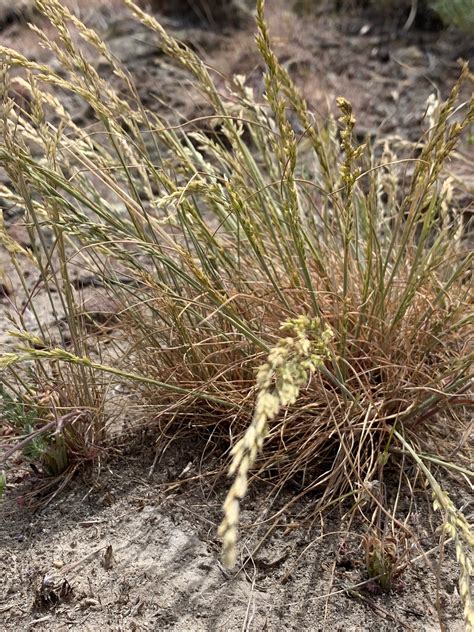Idaho Fescue — Tapteal Native Plants