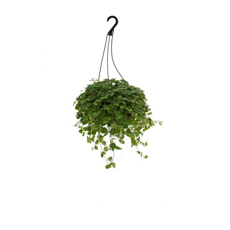 Hanging Basket Tropical Plants At
