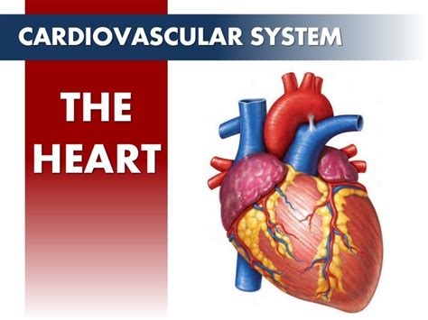 Ppt The Cardiovascular System The Heart Powerpoint Presentation All