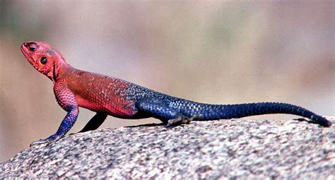 Agama Manzea Spider Man Lookalike Lizard Amazing Creatures