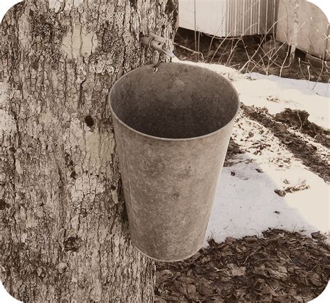 This is a rotating challenge but this is where to find the syrup buckets and complete the quest with gameplay examples. Edible Wild Food Blog » Maple Syrup on Tap this Spring