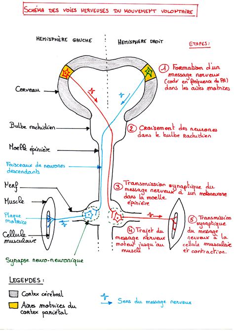 Chapitre 2 Contrôle Cérébral Du Mouvement Volontaire Svt