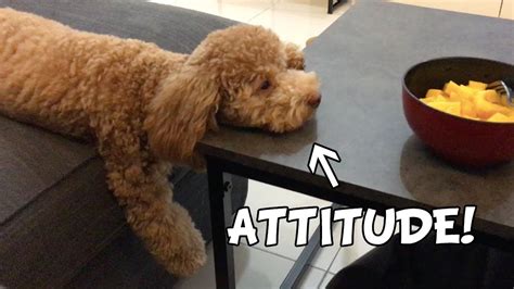 Dog Begging For Food With Attitude Youtube