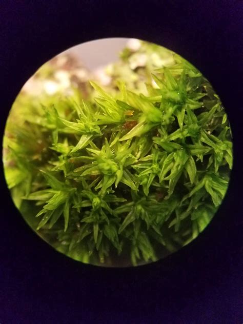 Sparkle Moss Moss