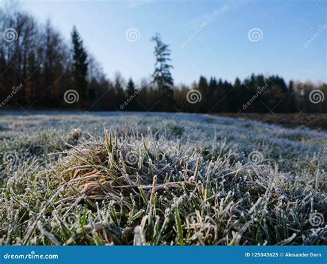 First Morning Frost On The Grass Of A Meadow Stock Image Image Of