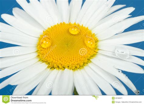 Camomile With Dew Drops Stock Image Image Of Plant Stalk 20189971