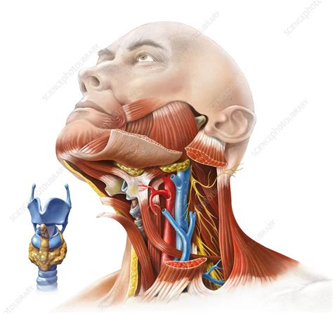 Human Neck Anatomy Artwork Stock Image C Science Photo Library