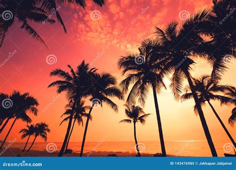 Silhouette Of Tropical Beach During Sunset Twilight Stock Image