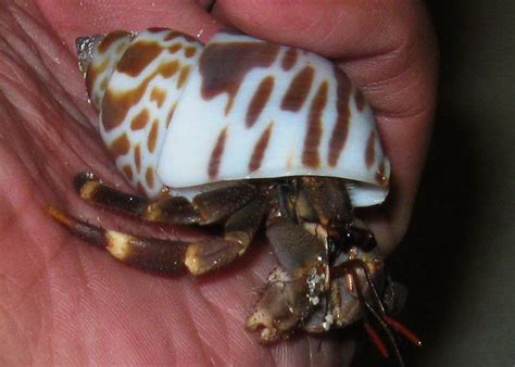 Meat is a great source of protein for your cat. What Fruits Do Hermit Crabs Eat?