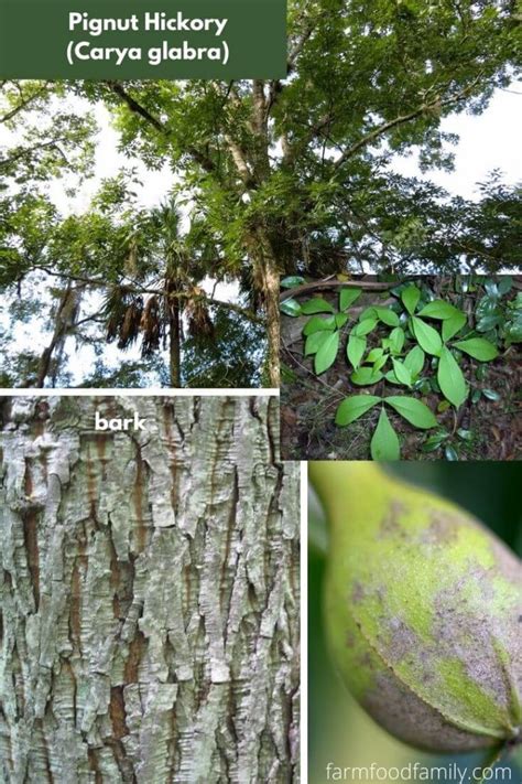 12 Types Of Hickory Trees Leaves Bark And Nuts Identification Guide