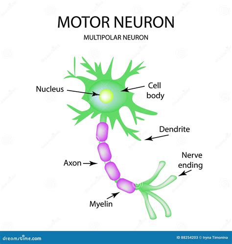 La Estructura De La Neurona De Motor Infografía Ejemplo Del Vector En