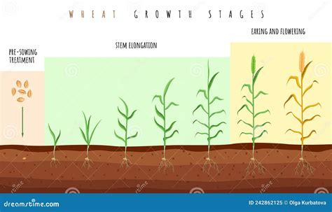 Wheat Growth Stages Cereals Crop Maturation Process Spikelet