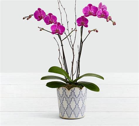 The violet flowers on this pretty purple orchid bring the vacation to you. Potted Double Stem Purple Orchid | Purple orchids, Orchids ...