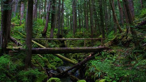 The Amazing Wilderness Areas Of Olympic National Park From Impossibly