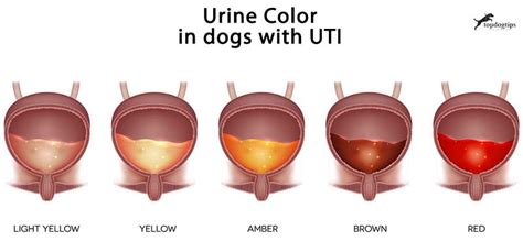 What Do They Give Dogs For Uti