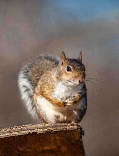 Meet The Squirrels Missouri Department Of Conservation