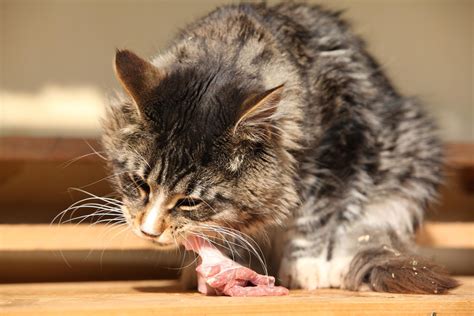 Cats with a sensitive digestive system experience more vomiting, flatulence or diarrhea and they don't in this case, i opt for wet canned food, plus is less expensive. Raw Food Diet for Cats