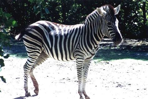 Few zebra species have superior habitats in comparison to others. Plains Zebra Facts, Habitat, Diet, Life Cycle, Baby, Pictures