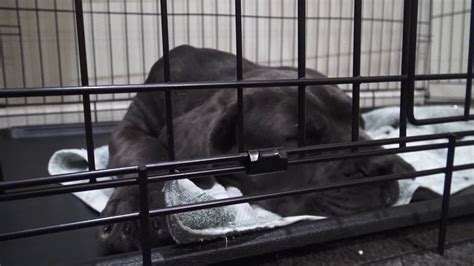 Should you crate your cat at night? Help puppy stop crying at night in crate - Day 4 (Nearly ...