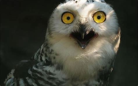 Funny Images Photos Of Shocked Animals