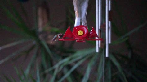 Maybe you would like to learn more about one of these? Hummingbird in Slow Motion - YouTube