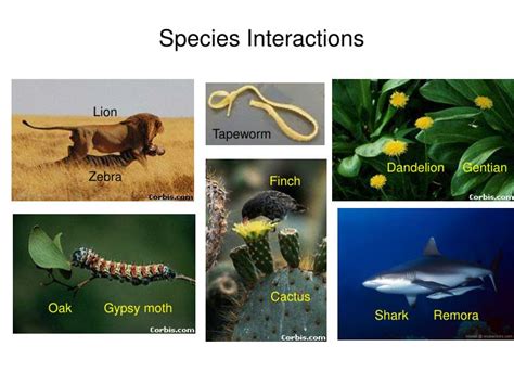 PPT - Species Interactions PowerPoint Presentation, free download - ID