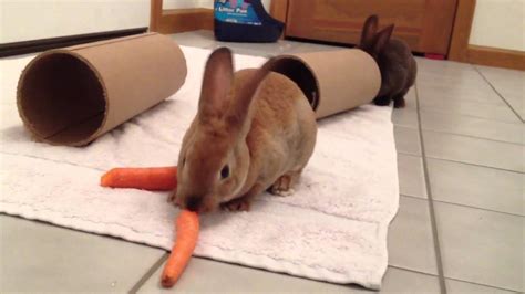 Bunnies Love Carrots Youtube