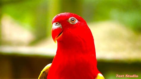 Wonderful Red Parrots Chatter Screensaver And Animated Desktop Exotic
