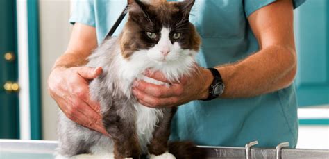 Kidney Stones In Cats Causes Symptoms And Treatment