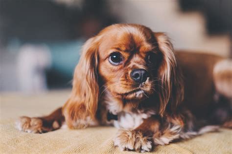 Free Images Puppy Pet Vertebrate Dog Breed Doggy Cavalier King